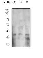 1 - Anti-CD154 Antibody AP95482