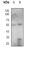 1 - Anti-CD16 Antibody AP95483