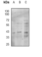 1 - Anti-CD326 Antibody AP95499