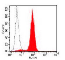 4 - Anti-CD33 Antibody AP95501