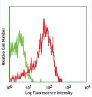 4 - Anti-CD63 Antibody AP95528
