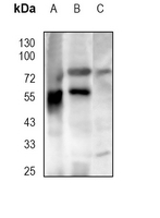 1 - Anti-CD73 Antibody AP95531