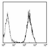 4 - Anti-CD81 Antibody AP95535