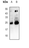 1 - Anti-CD9 Antibody AP95537