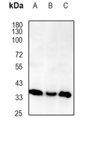 1 - Anti-CD28 Antibody AP95546
