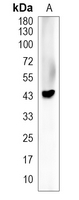 1 - Anti-CD28 Antibody AP95580