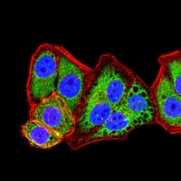 3 - Anti-ABCG2 Antibody AP95638
