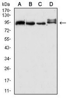 1 - Anti-ABCG2 Antibody AP95638