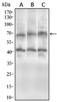 1 - Anti-ABCG5 Antibody AP95639