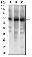 1 - Anti-ABCG5 Antibody AP95640