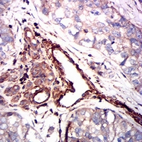 19 - Anti-Smooth Muscle Actin Antibody AP95646