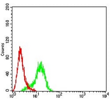4 - Anti-ARP3 Antibody AP95647