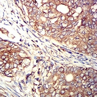 19 - Anti-ARP3 Antibody AP95647