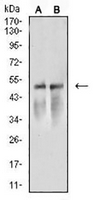 1 - Anti-ARP3 Antibody AP95647