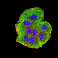 3 - Anti-AEBP2 Antibody AP95653