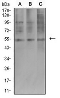 1 - Anti-AEBP2 Antibody AP95653
