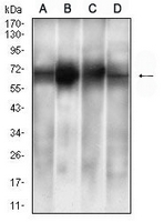 1 - Anti-ALB Antibody AP95657