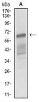 1 - Anti-CD166 Antibody AP95658