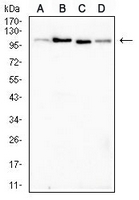 1 - Anti-ALDH1L1 Antibody AP95660