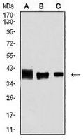 1 - Anti-ALDOA Antibody AP95663
