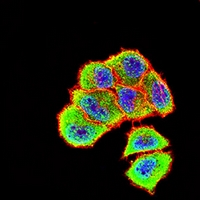 3 - Anti-ALPPL2 Antibody AP95667