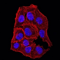 3 - Anti-APC10 Antibody AP95669
