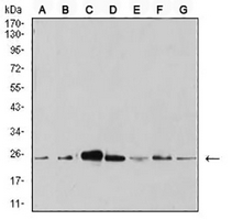 1 - Anti-APC10 Antibody AP95669
