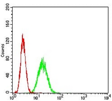 4 - Anti-APE1 Antibody AP95671