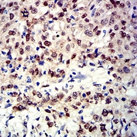 19 - Anti-APE1 Antibody AP95671