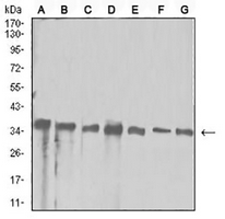 1 - Anti-APE1 Antibody AP95671