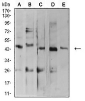 1 - Anti-ARFGAP1 Antibody AP95672