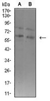1 - Anti-ASH2L Antibody AP95675