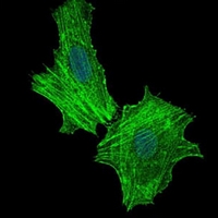 3 - Anti-ASS1 Antibody AP95676