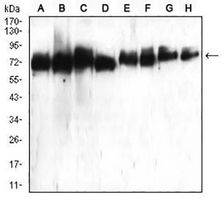 1 - Anti-ATG16L1 Antibody AP95678