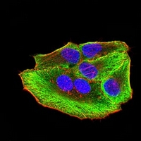 3 - Anti-ATG3 Antibody AP95679