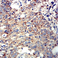 19 - Anti-ATG3 Antibody AP95679