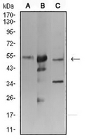 1 - Anti-ATG3 Antibody AP95679