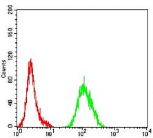 4 - Anti-ATG4B Antibody AP95680