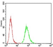 4 - Anti-ATG5 Antibody AP95681