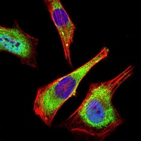 3 - Anti-ATG5 Antibody AP95681