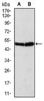 1 - Anti-ATG5 Antibody AP95681