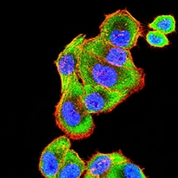 3 - Anti-ATP1A1 Antibody AP95682