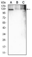 1 - Anti-ATP1A1 Antibody AP95682