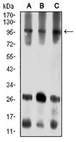 1 - Anti-Ataxin 1 Antibody AP95686