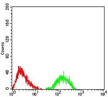 4 - Anti-Ataxin 1 Antibody AP95687