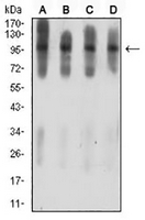1 - Anti-Ataxin 1 Antibody AP95687