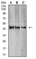 1 - Anti-Aurora A Antibody AP95688