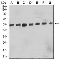 1 - Anti-CD57 Antibody AP95692