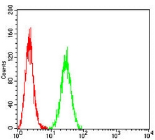 4 - Anti-B4GALNT1 Antibody AP95693