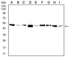 1 - Anti-BAX Antibody AP95696